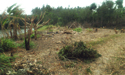 �o�i�A�a�B���Ӧ�������01